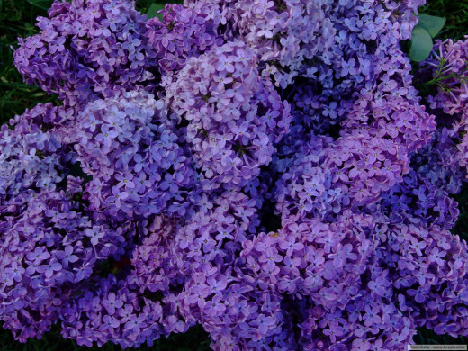 425323 (a): :1600x1200